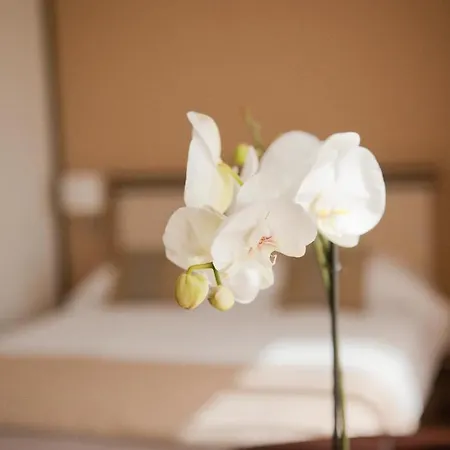 Hotel Check Timisoara